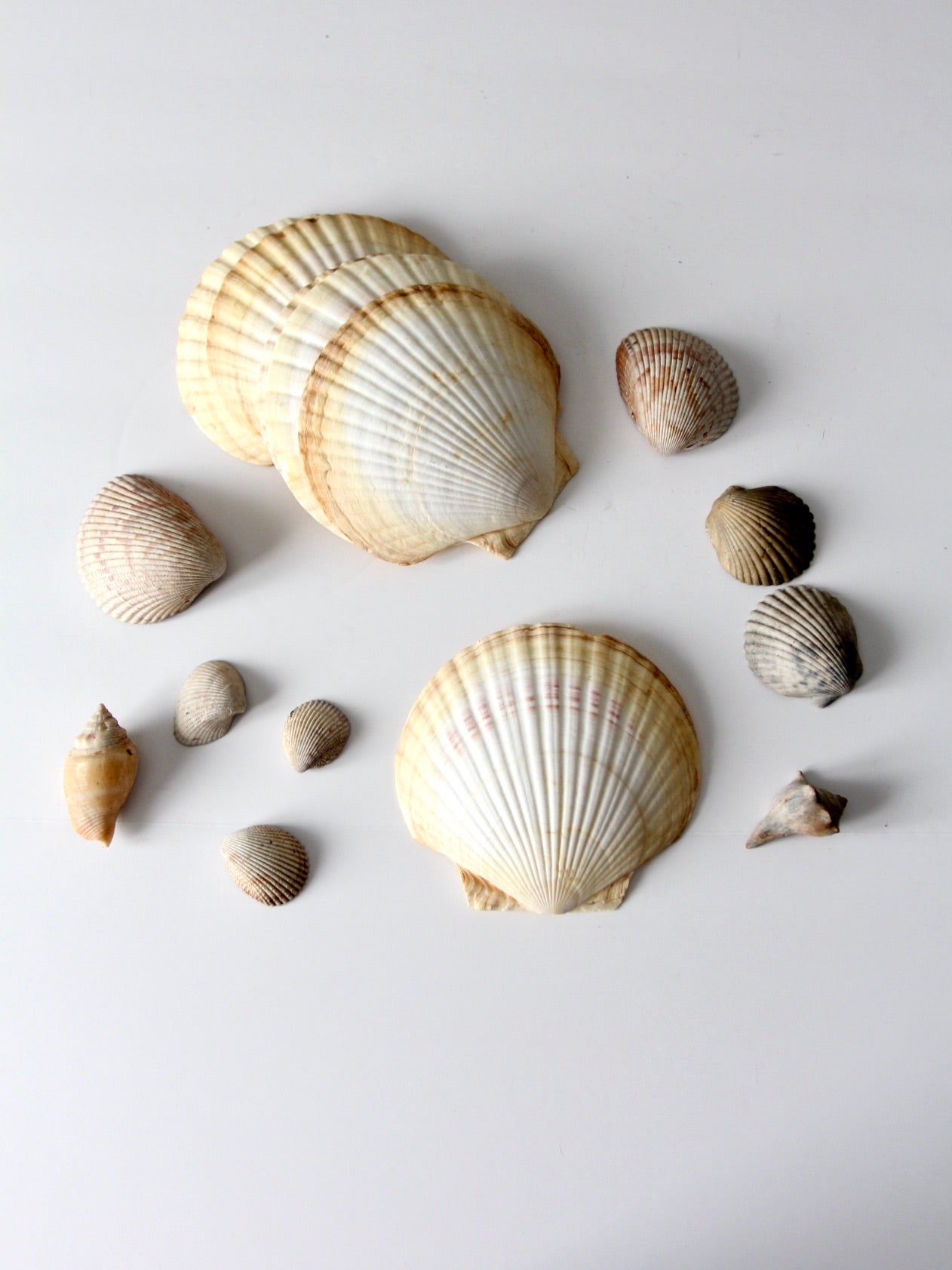 4,679 Small Shells Stock Photos, High-Res Pictures, and Images - Getty  Images