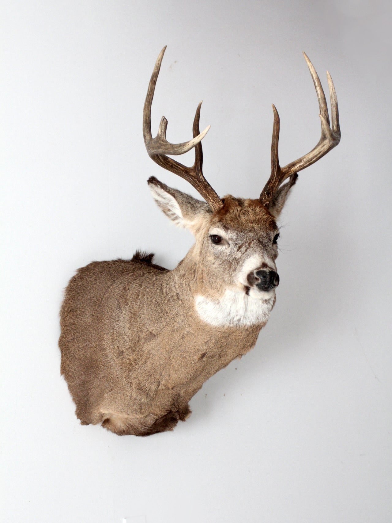 Taxidermy deer deals